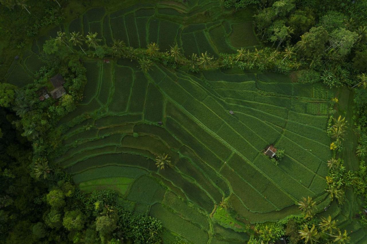 Adiwana Suweta Otel Ubud Dış mekan fotoğraf Aerial view of a rice paddy in Bali, Indonesia